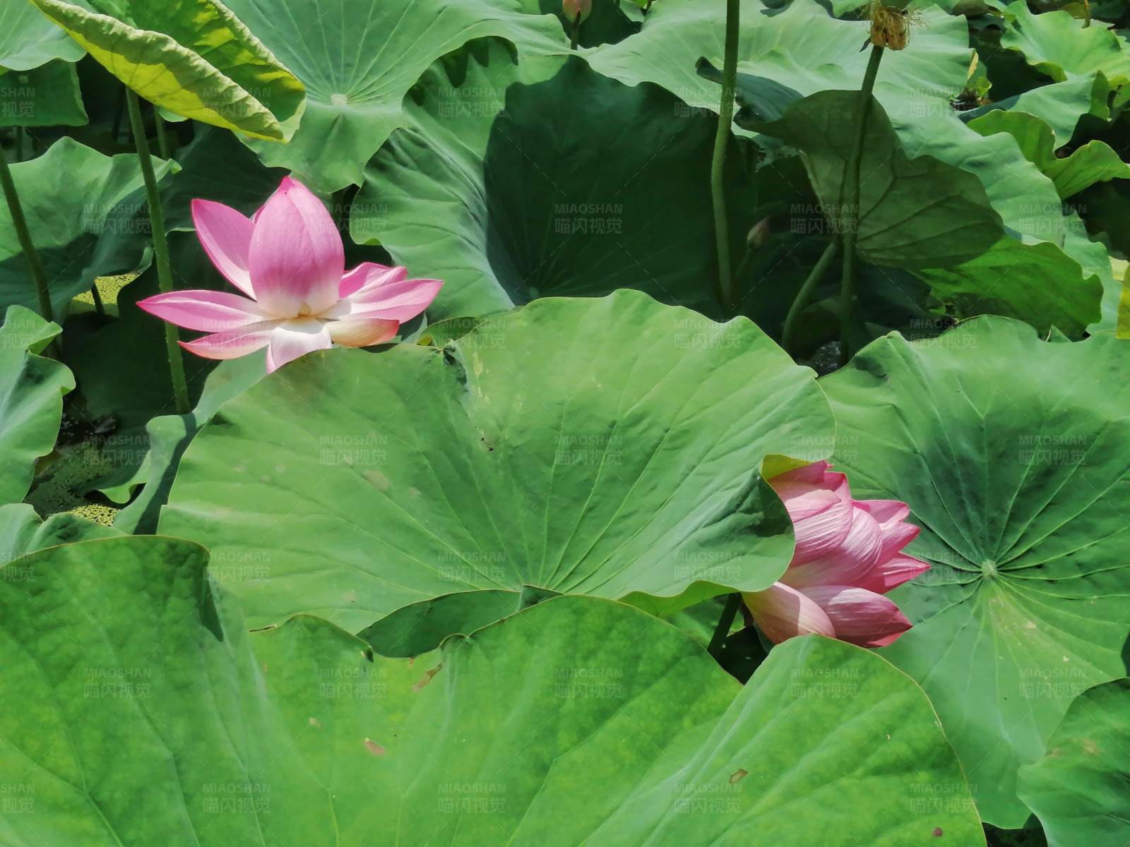 荷叶间的两朵荷花莲花图片