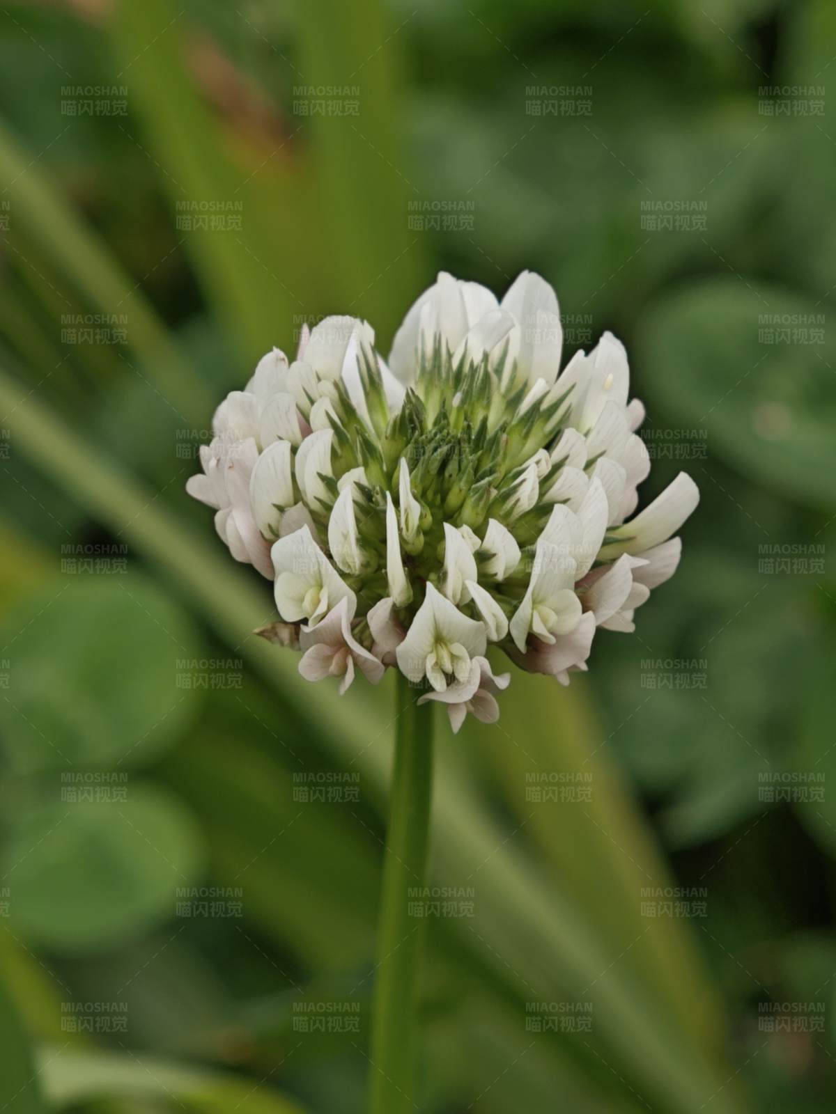 白色三叶草花图片