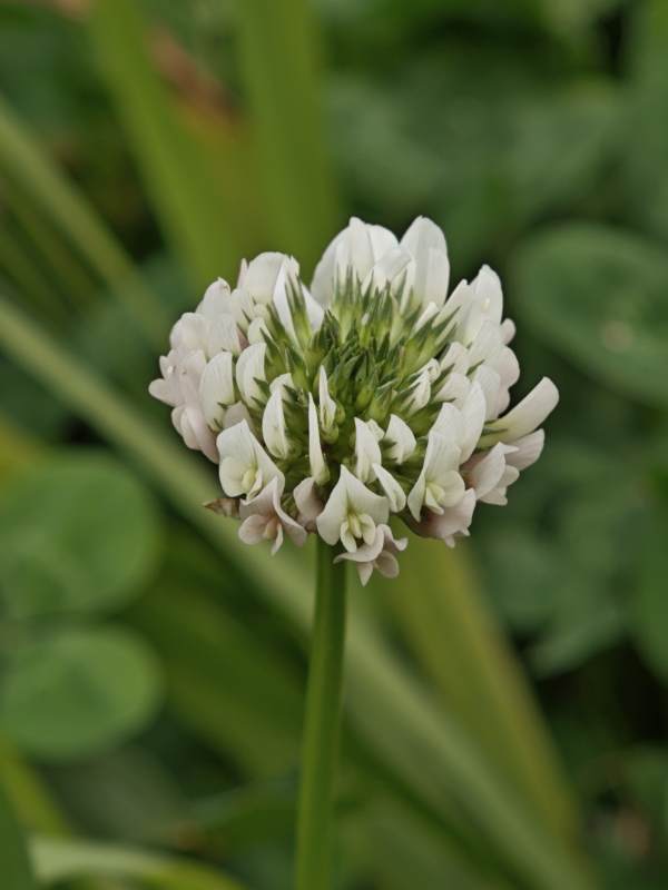白色三叶草花图片