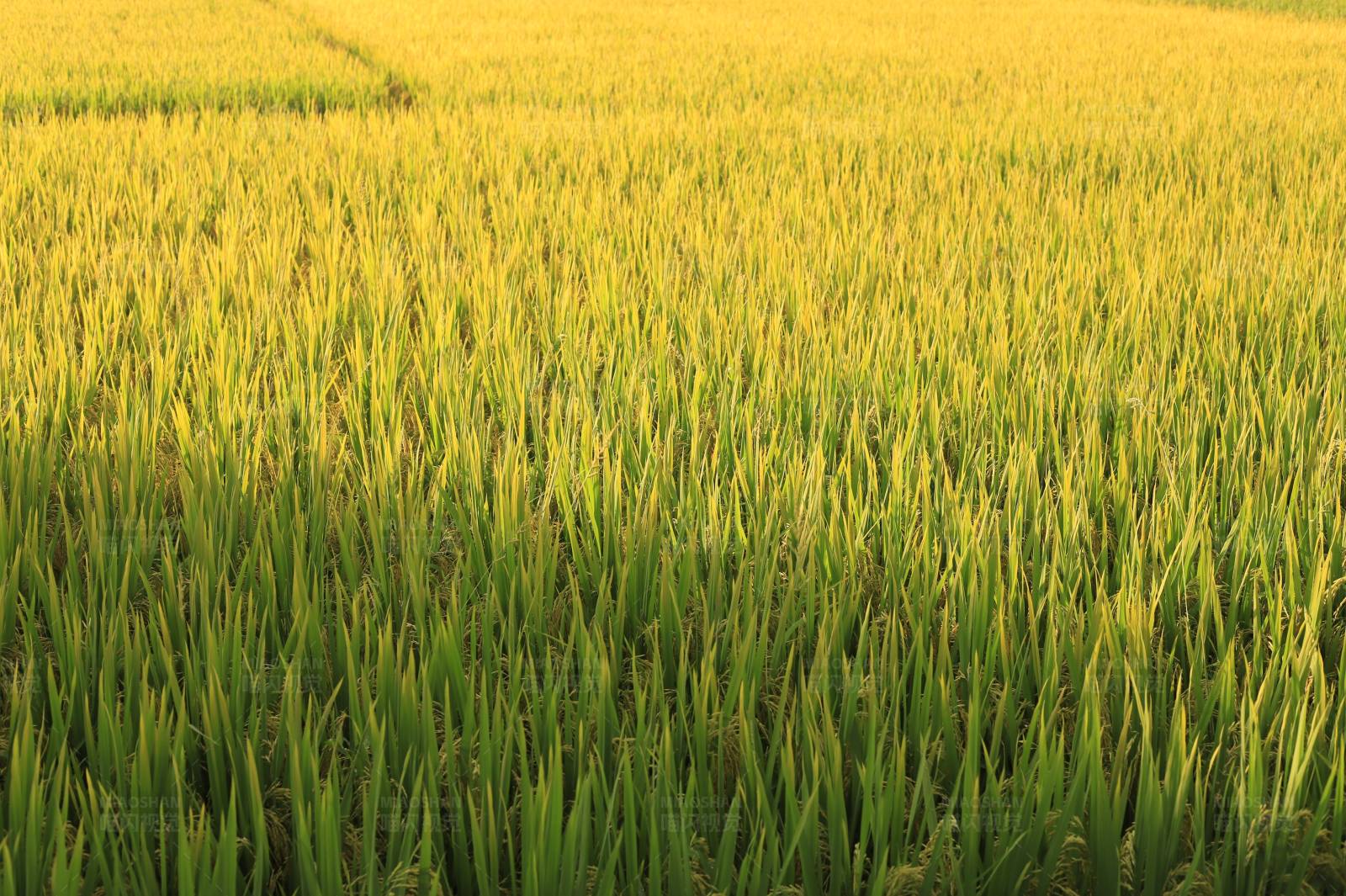 金色稻田丰收季图片
