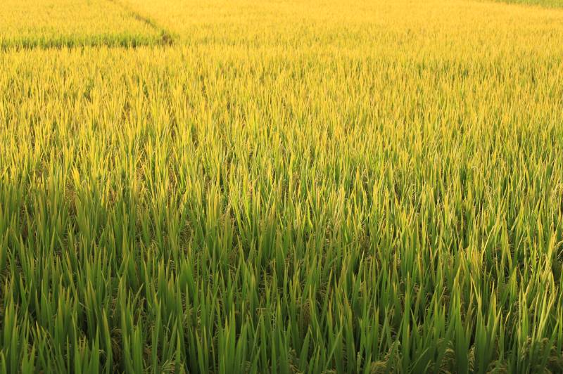 金色稻田丰收季图片