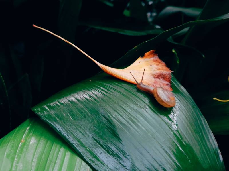 落叶与蜗牛图片