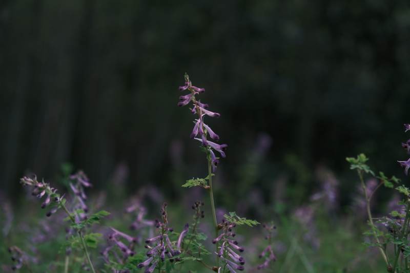 林间紫色野花图片