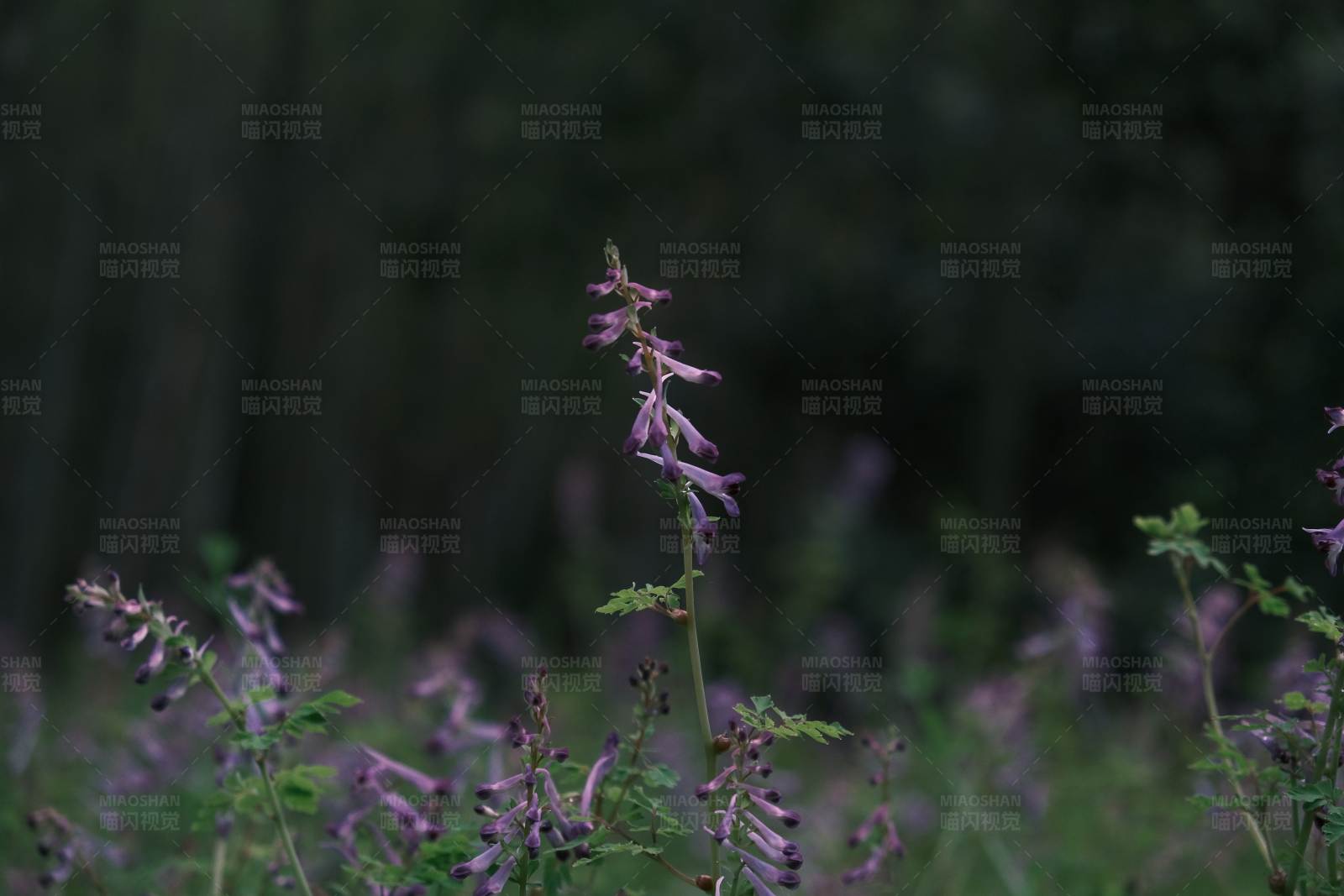 林间紫色野花图片