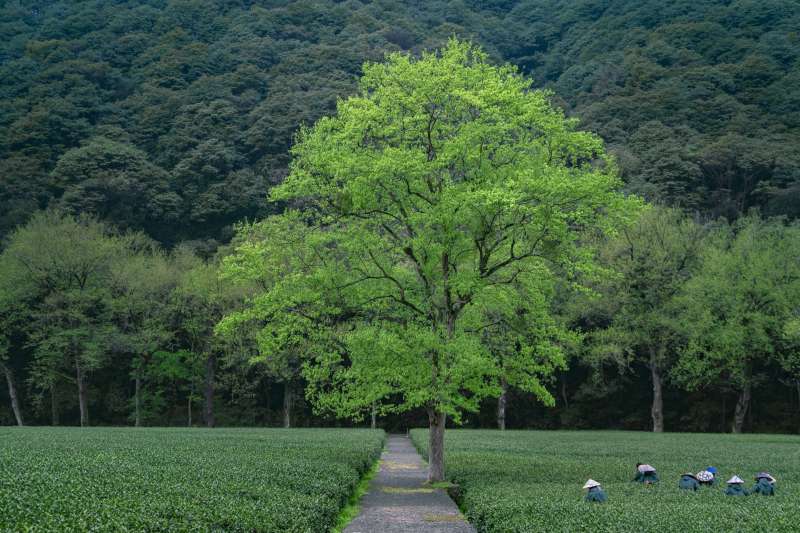 茶园小径图片