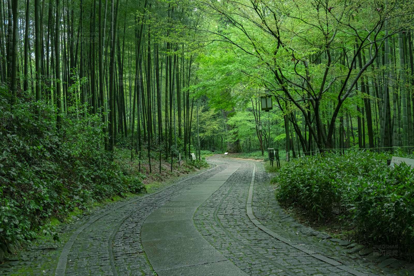 竹林幽径图片