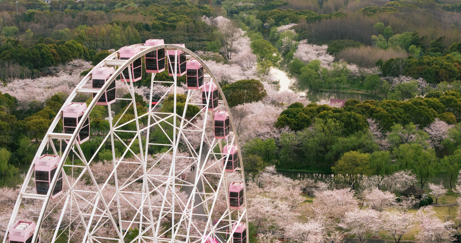 樱花季节的摩天轮图片