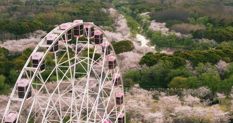 樱花季节的摩天轮图片