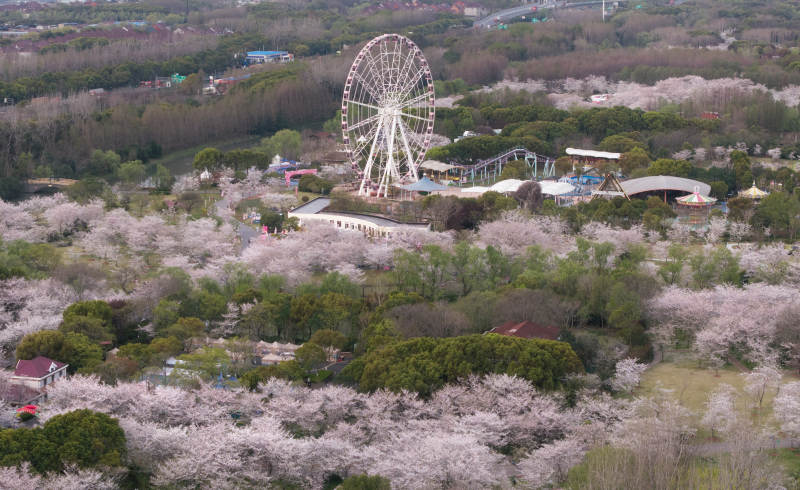 樱花盛开的摩天轮公园图片