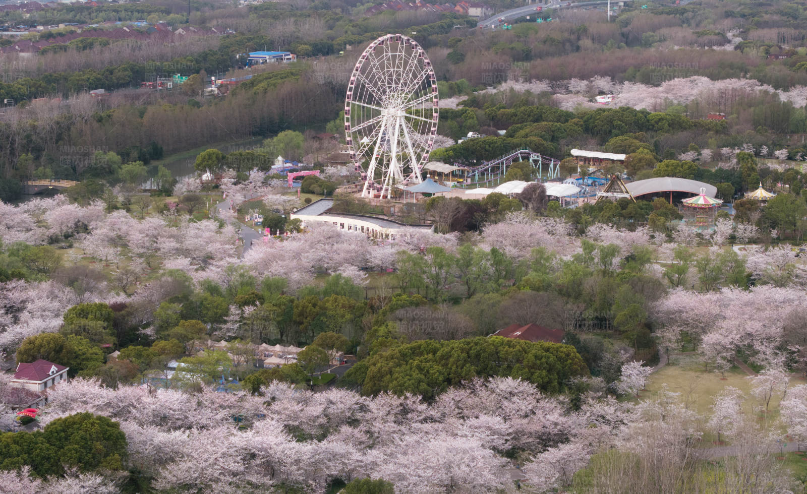 樱花盛开的摩天轮公园图片