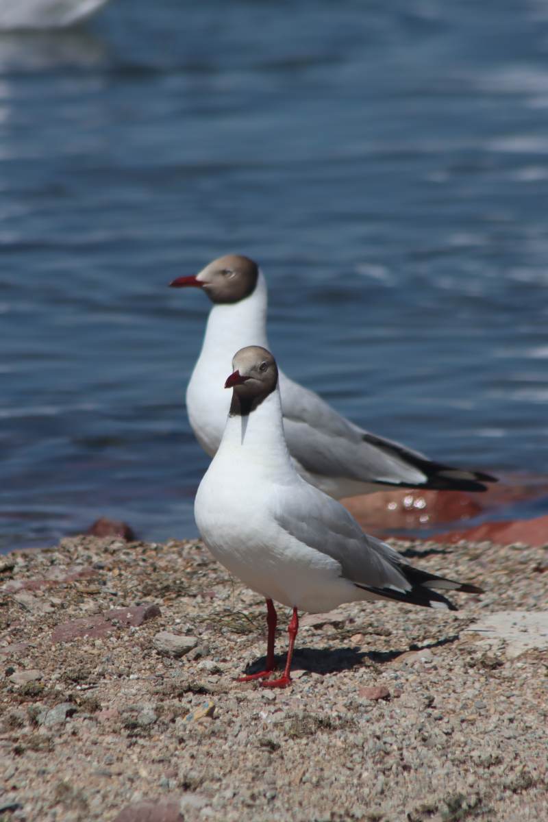 青海湖边的两只海鸥图片