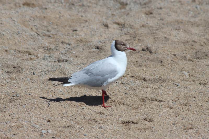 沙滩上的海鸥图片