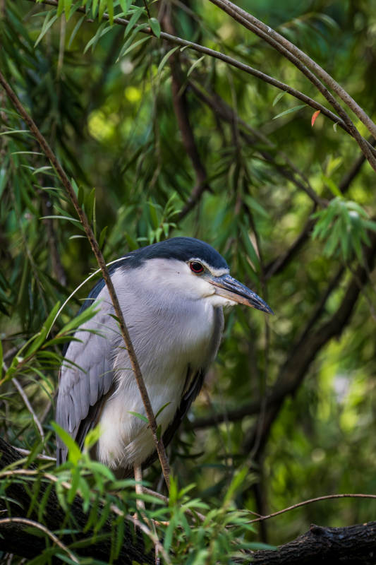林间静谧的夜鹭图片
