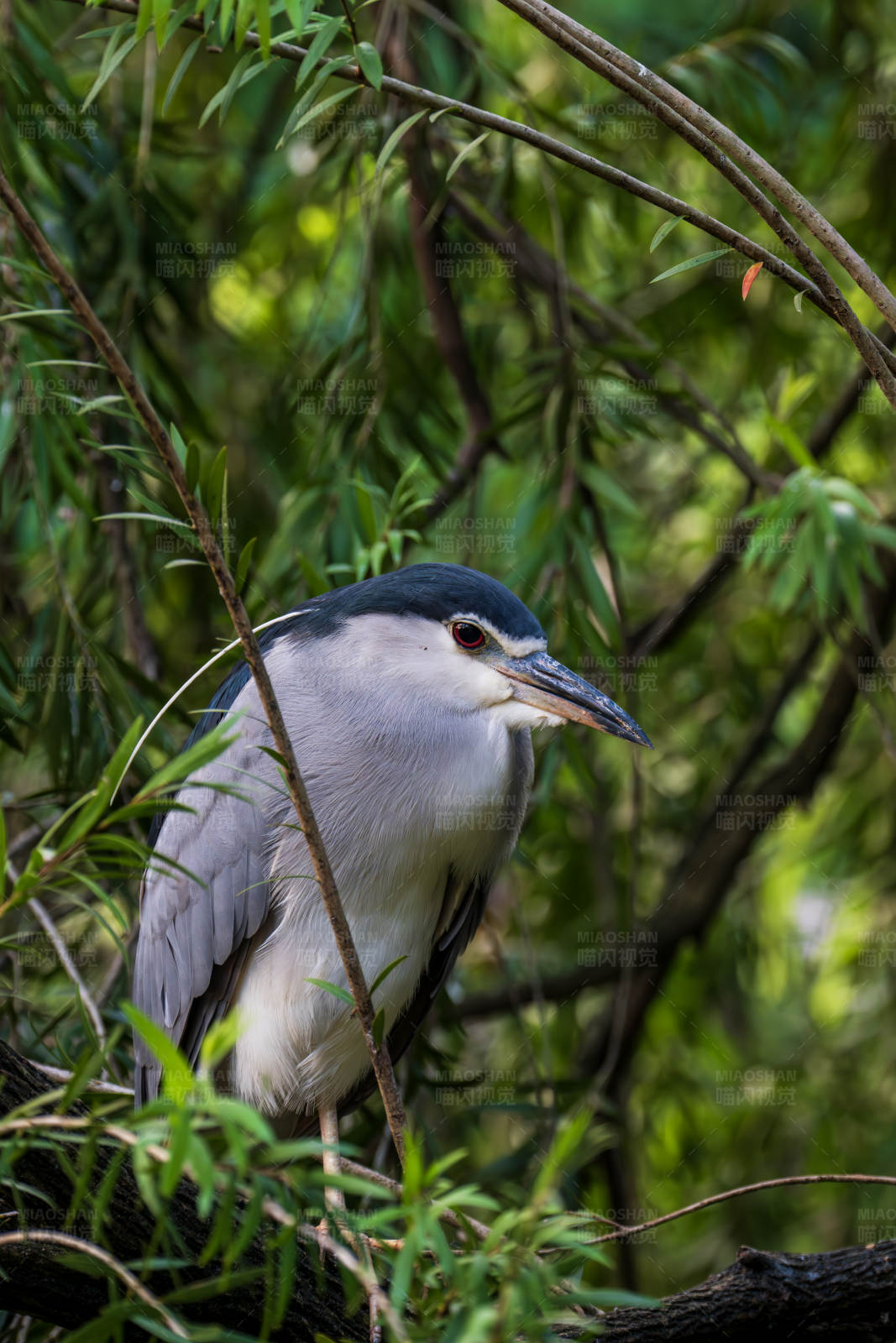 林间静谧的夜鹭图片