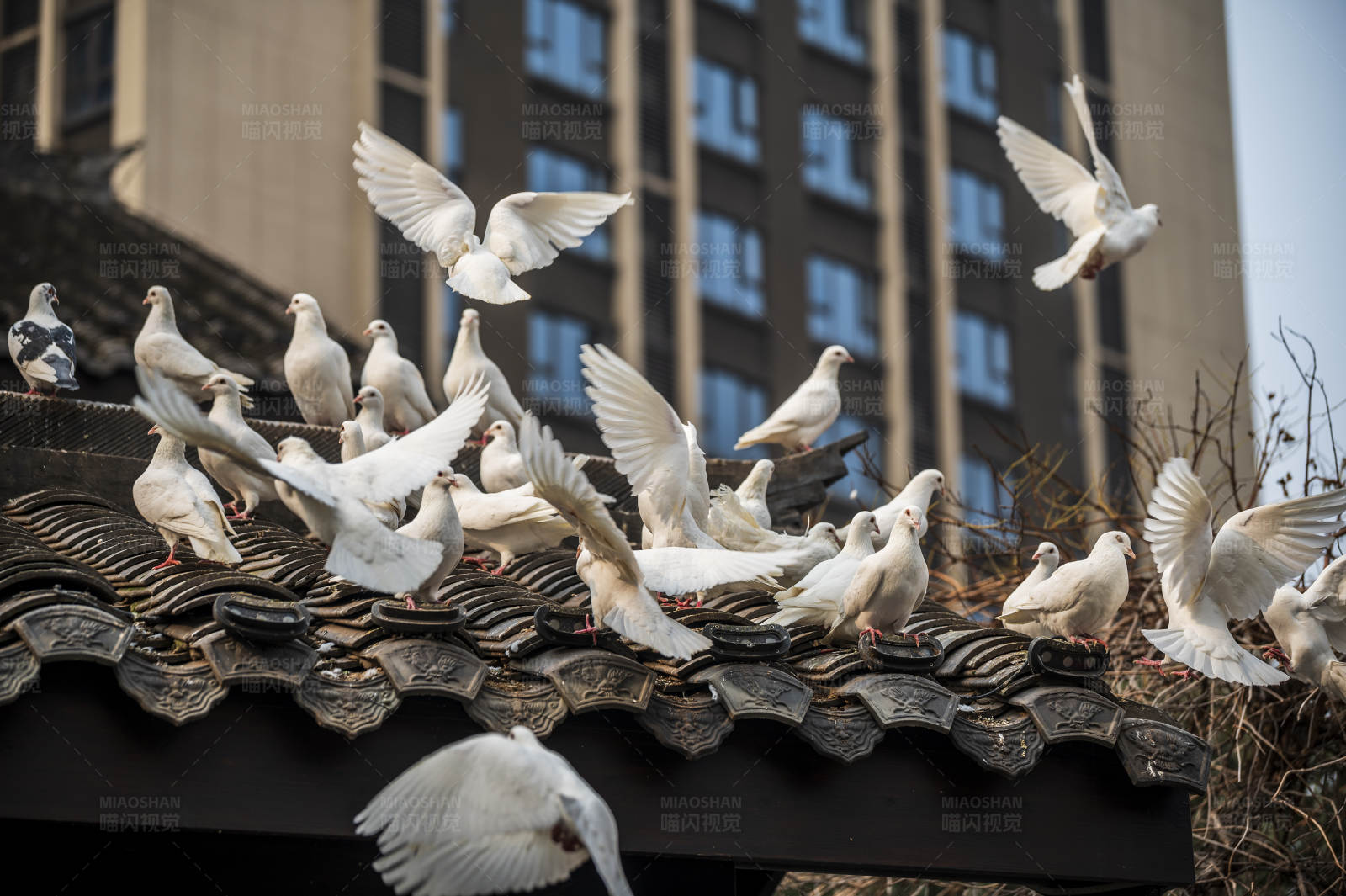 白鸽群飞图片