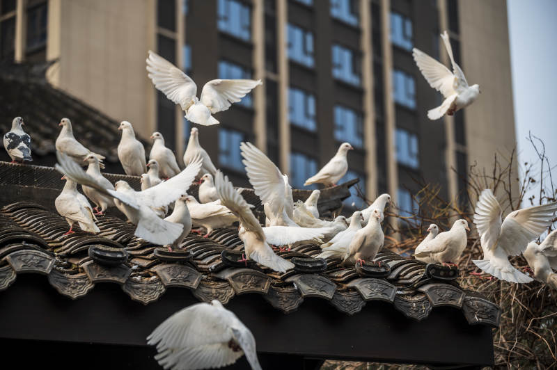 白鸽群飞图片