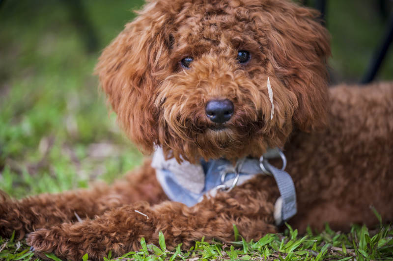 草地上休息的棕色小狗图片