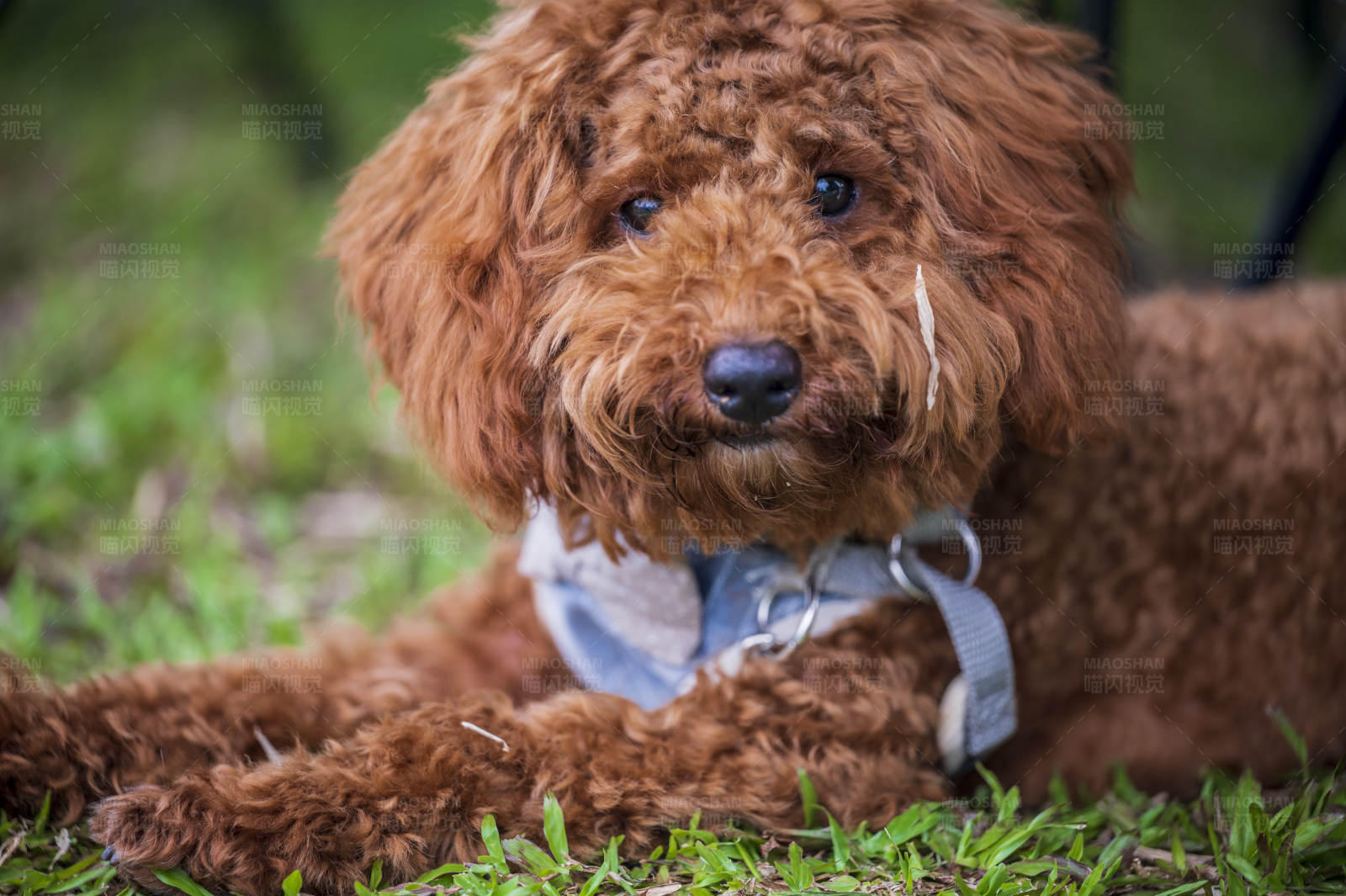 草地上休息的棕色小狗图片