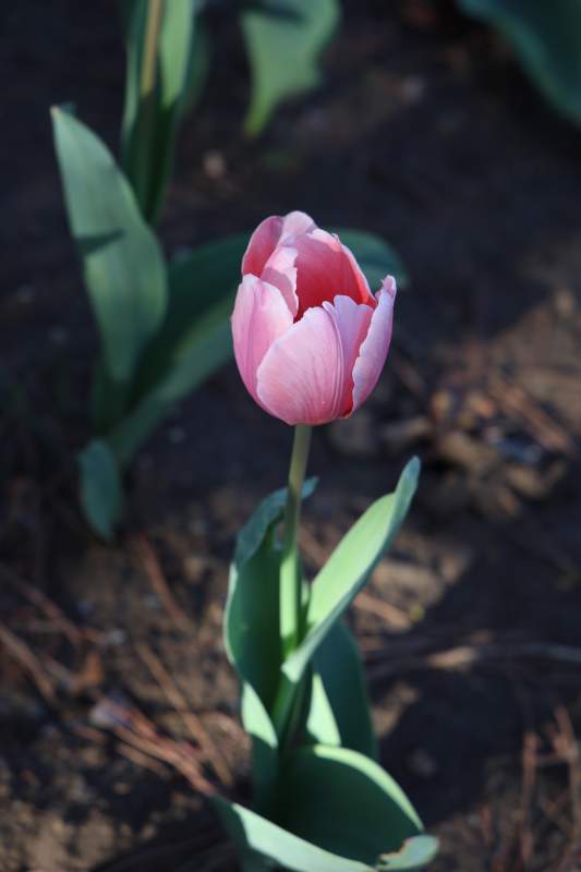 独绽的粉红郁金香图片