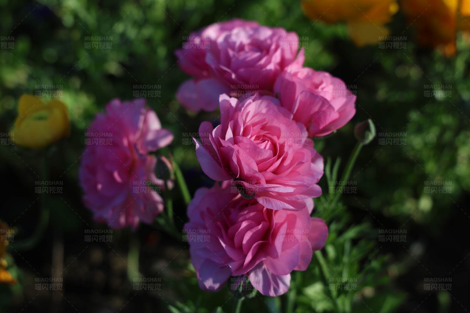 粉色花朵绽放图片