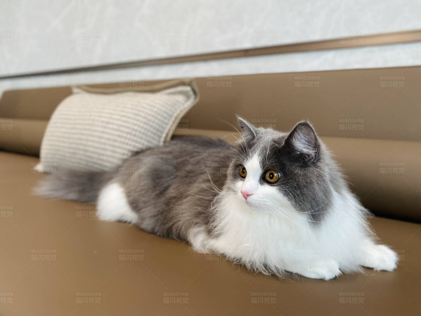 沙发上的悠闲猫咪图片