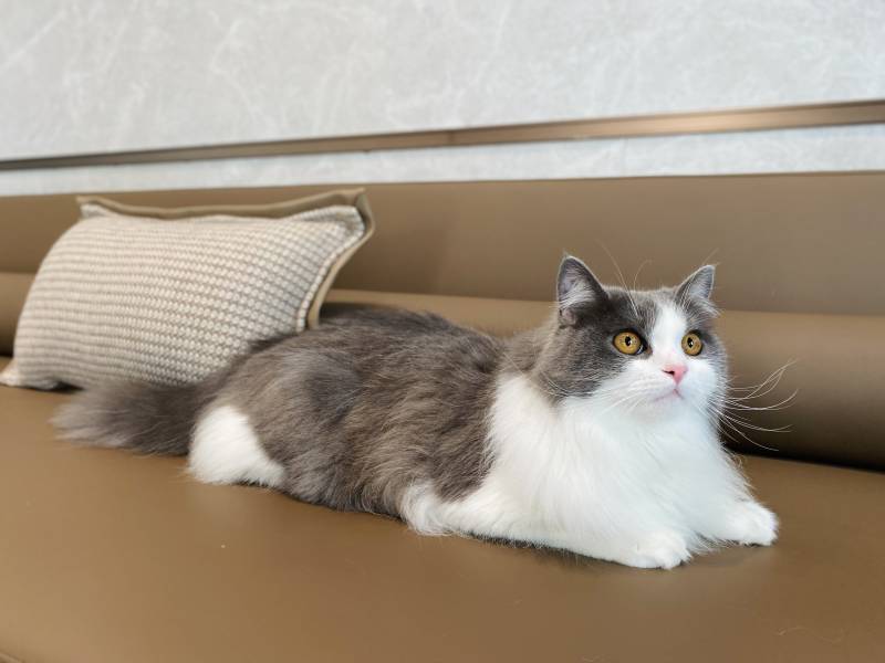 沙发上的悠闲猫咪图片