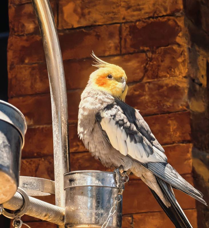 栖息的鹦鹉图片