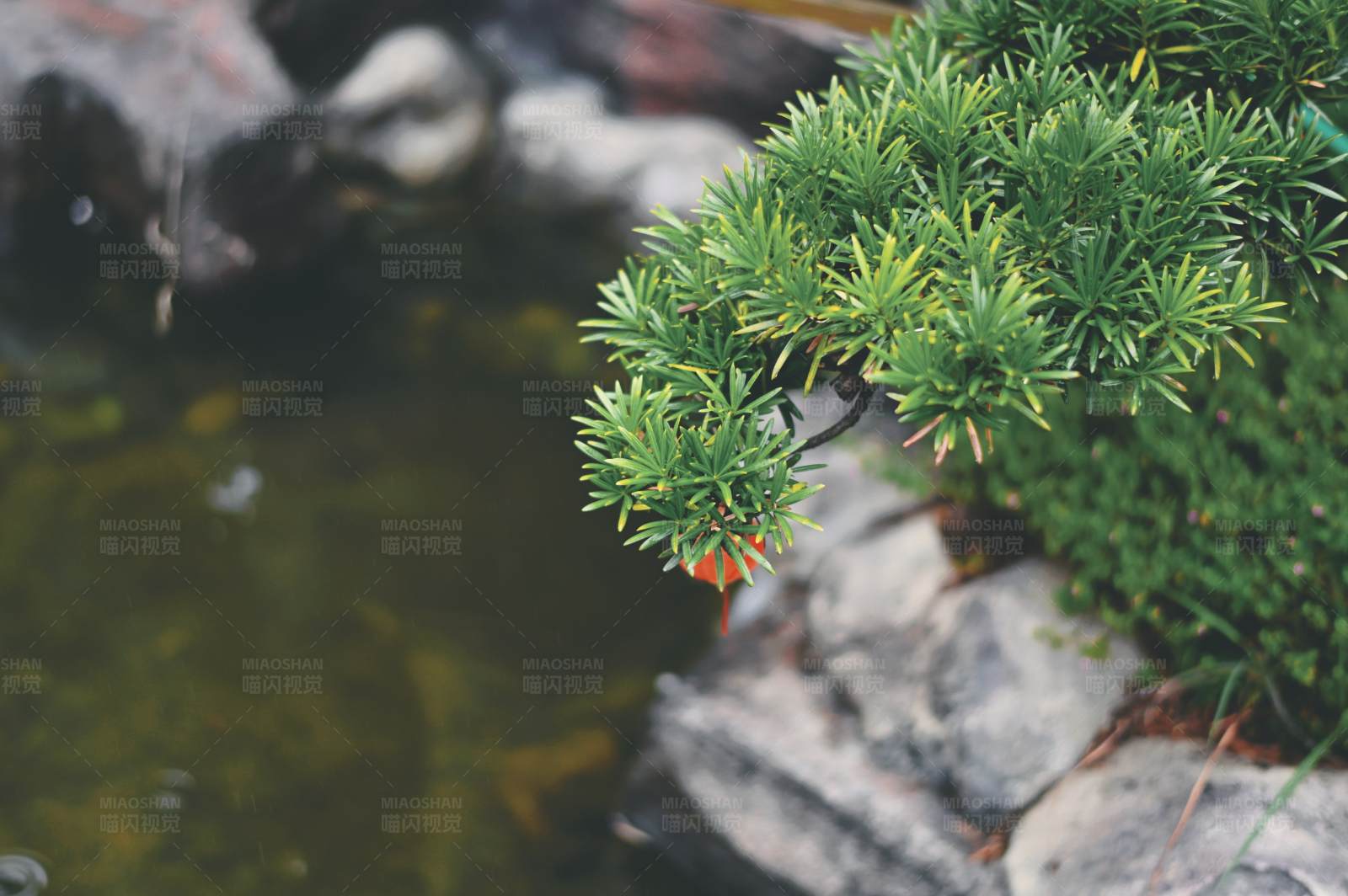 绿植临水 自然之美图片