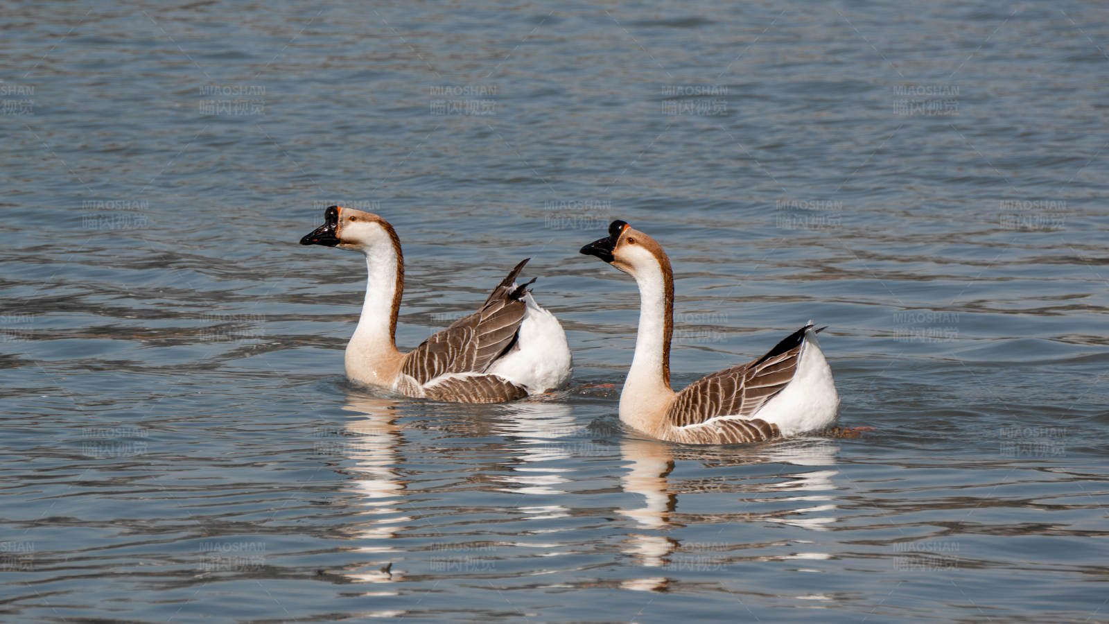 湖中游弋的两只鹅图片