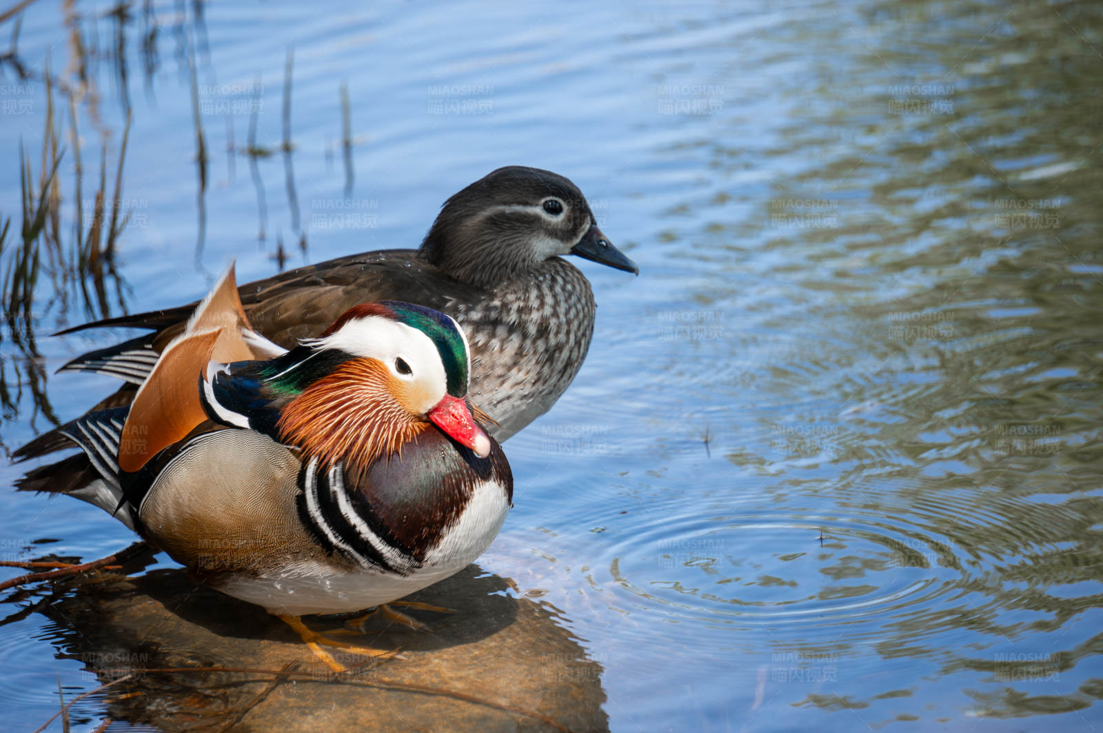 鸳鸯水中静谧时光图片