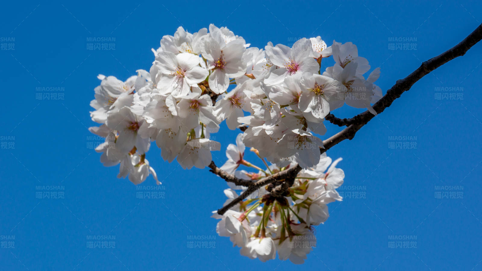 樱花绽放 春意盎然图片