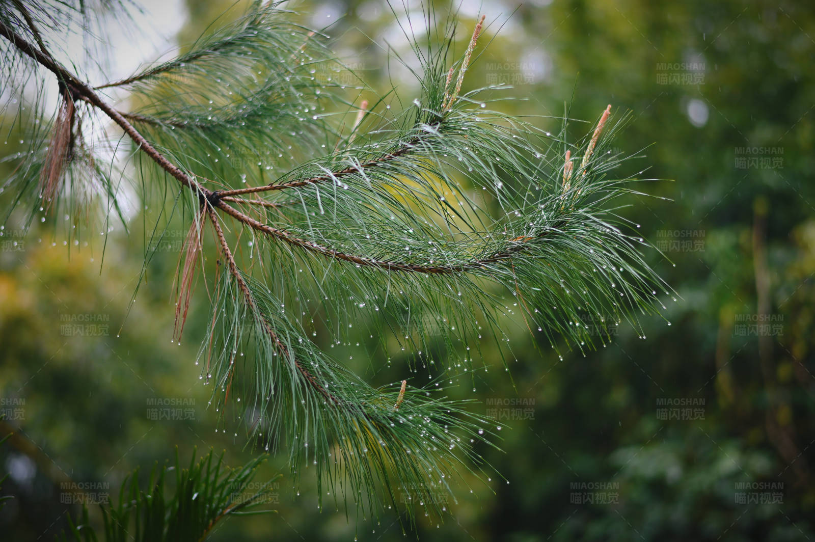 雨后松针上的水珠图片