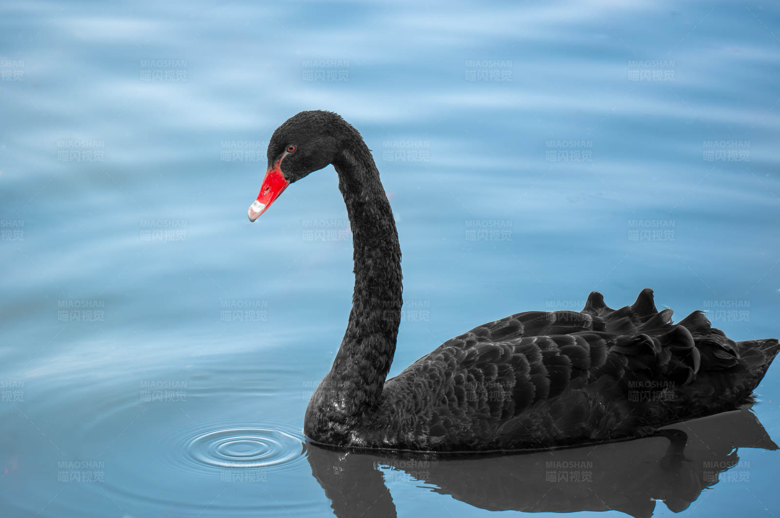湖水中的黑天鹅图片