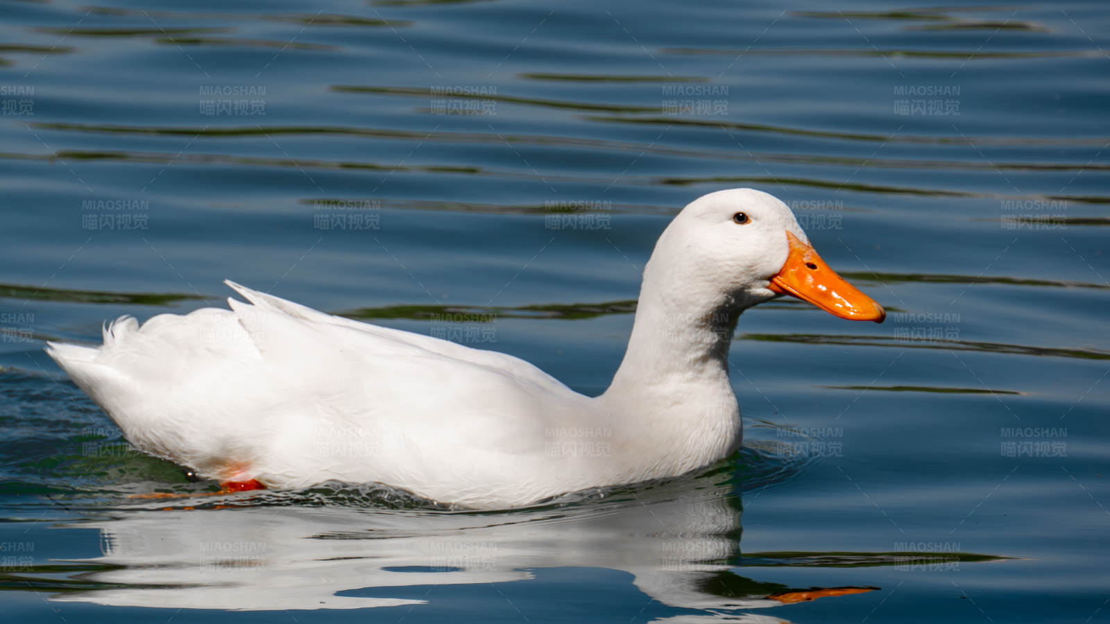 白鸭子游水图片