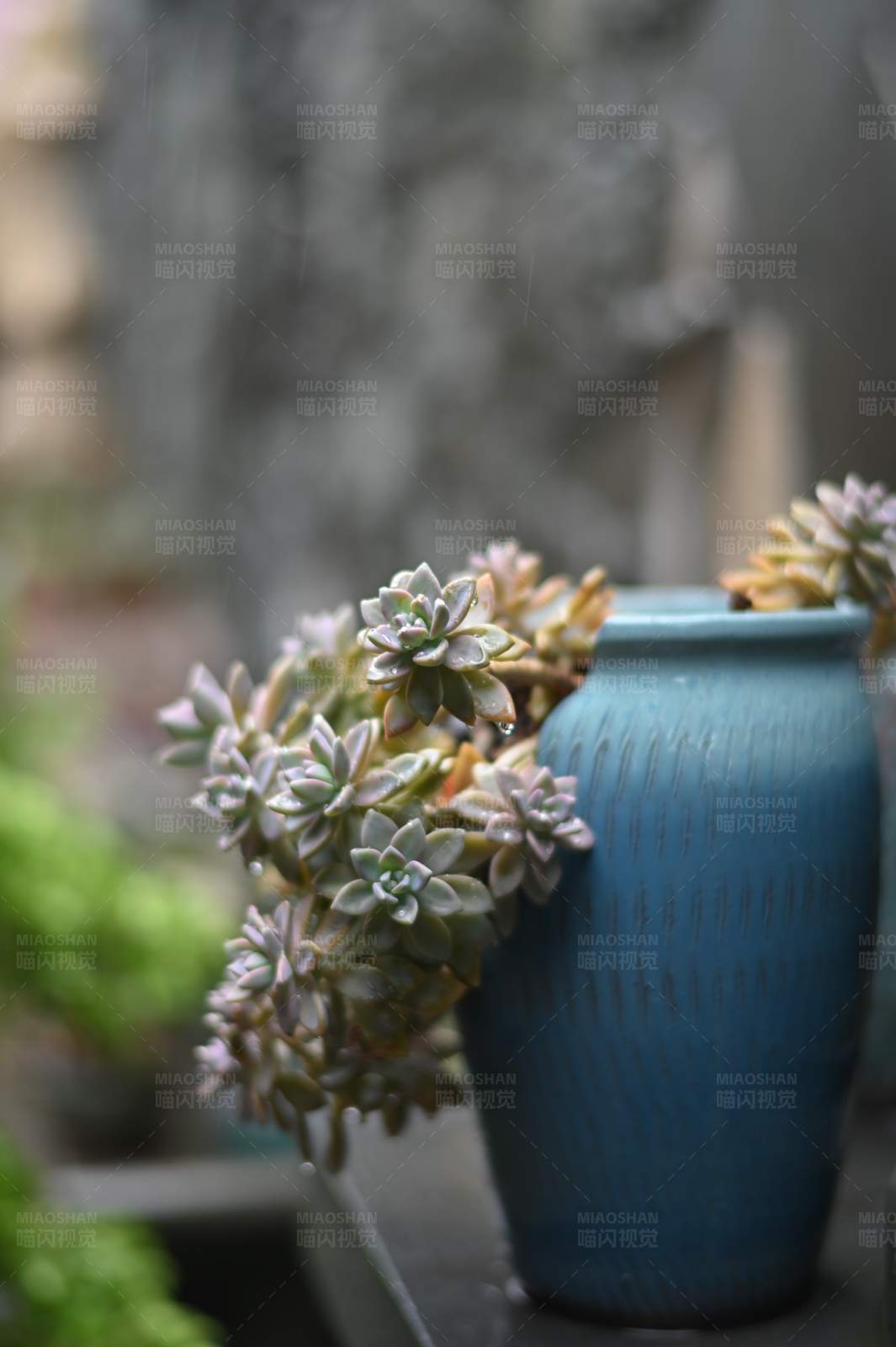 雨中蓝瓶多肉植物图片