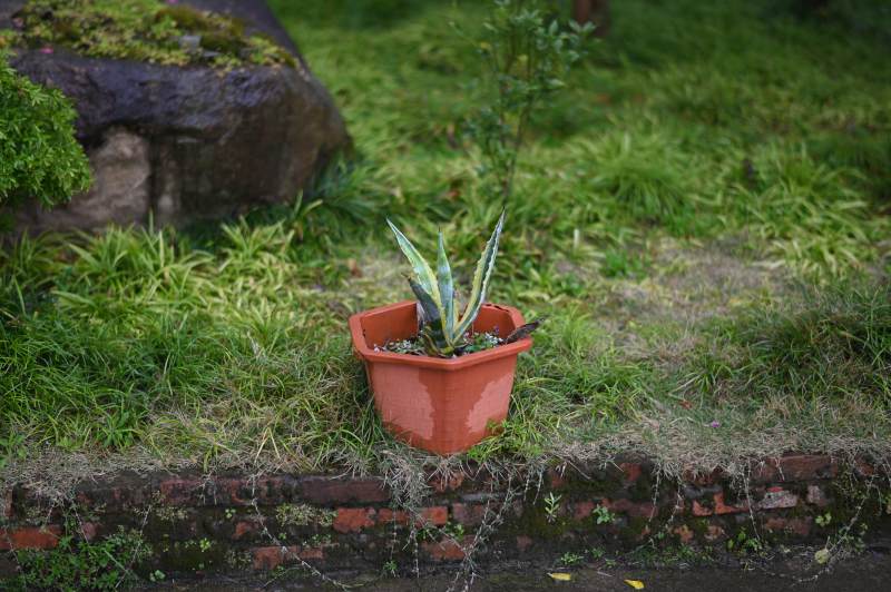 盆栽植物与自然景观图片