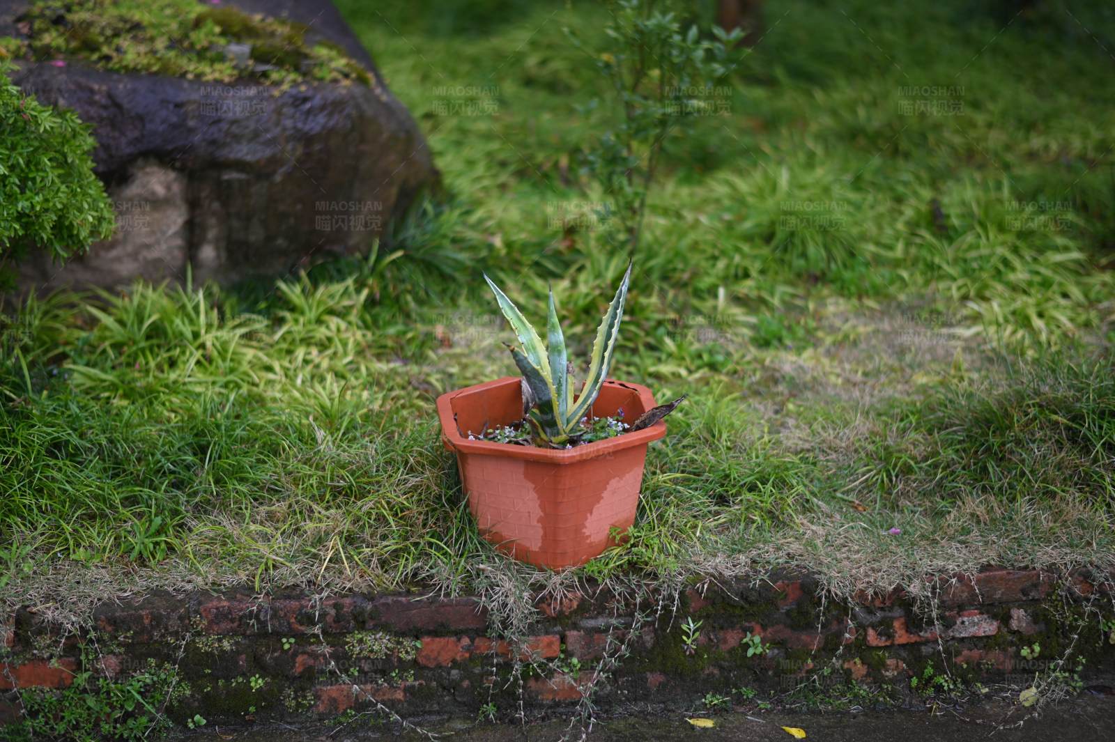 盆栽植物与自然景观图片