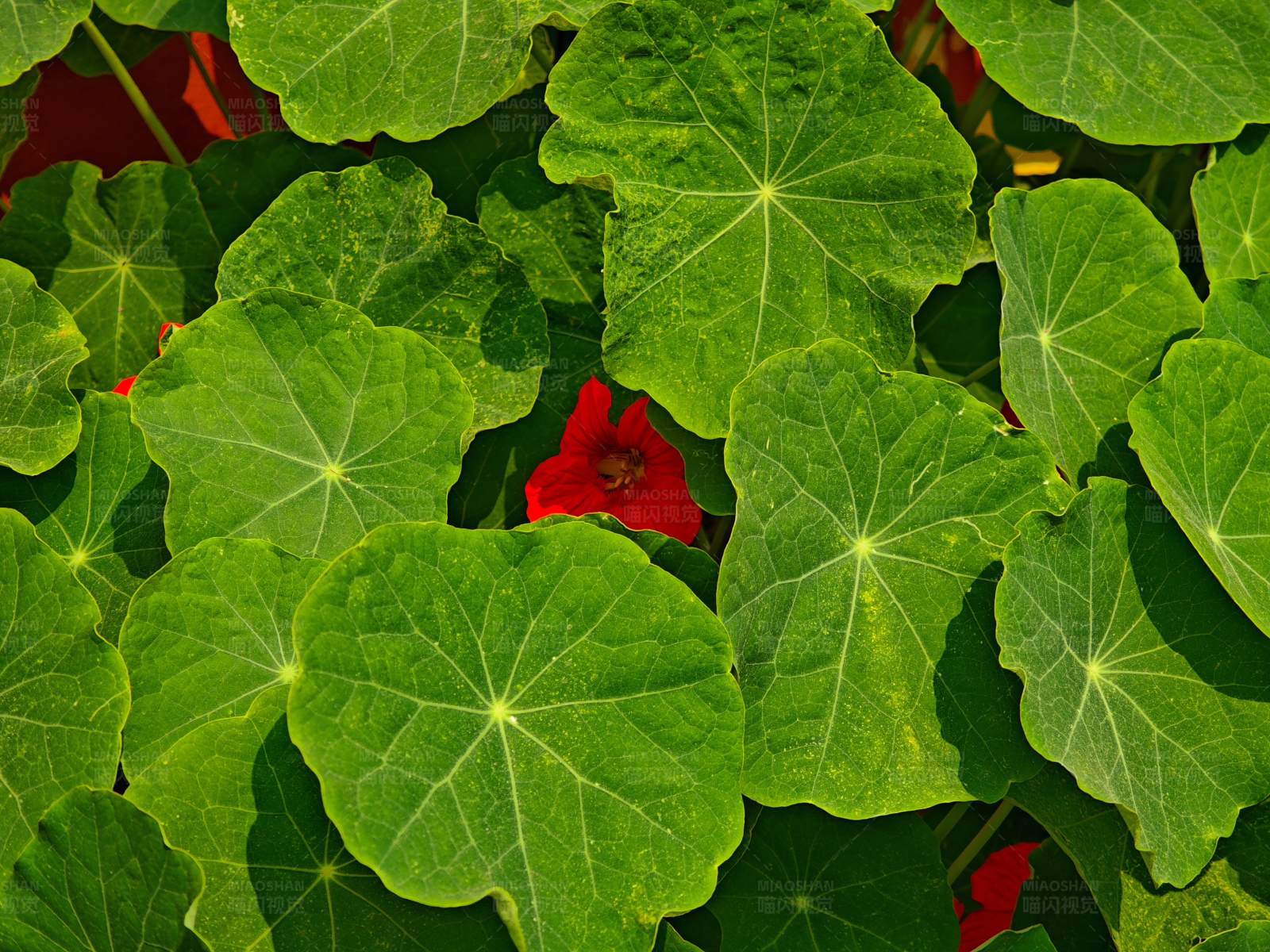 红花绿叶图片