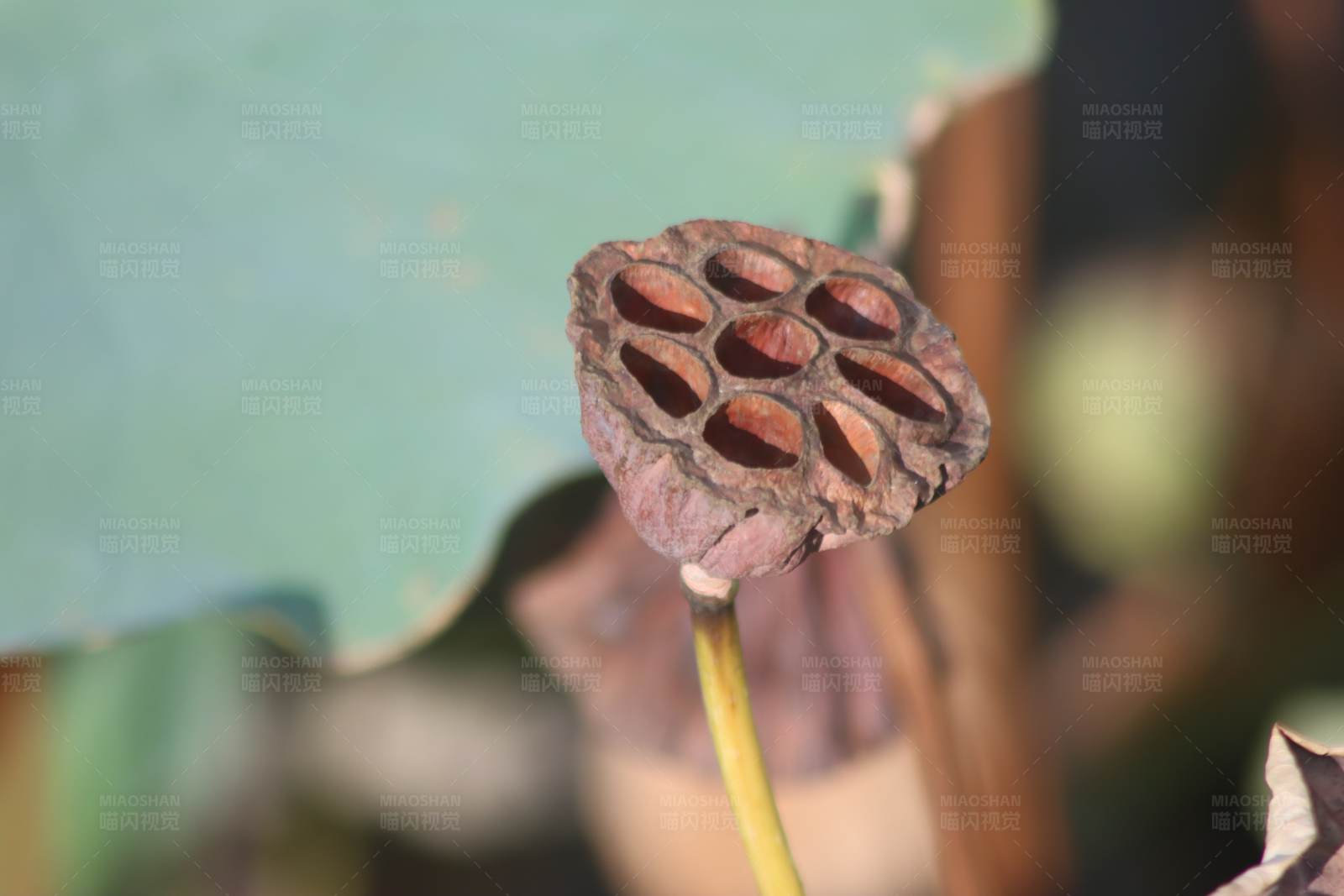 枯萎的莲蓬图片