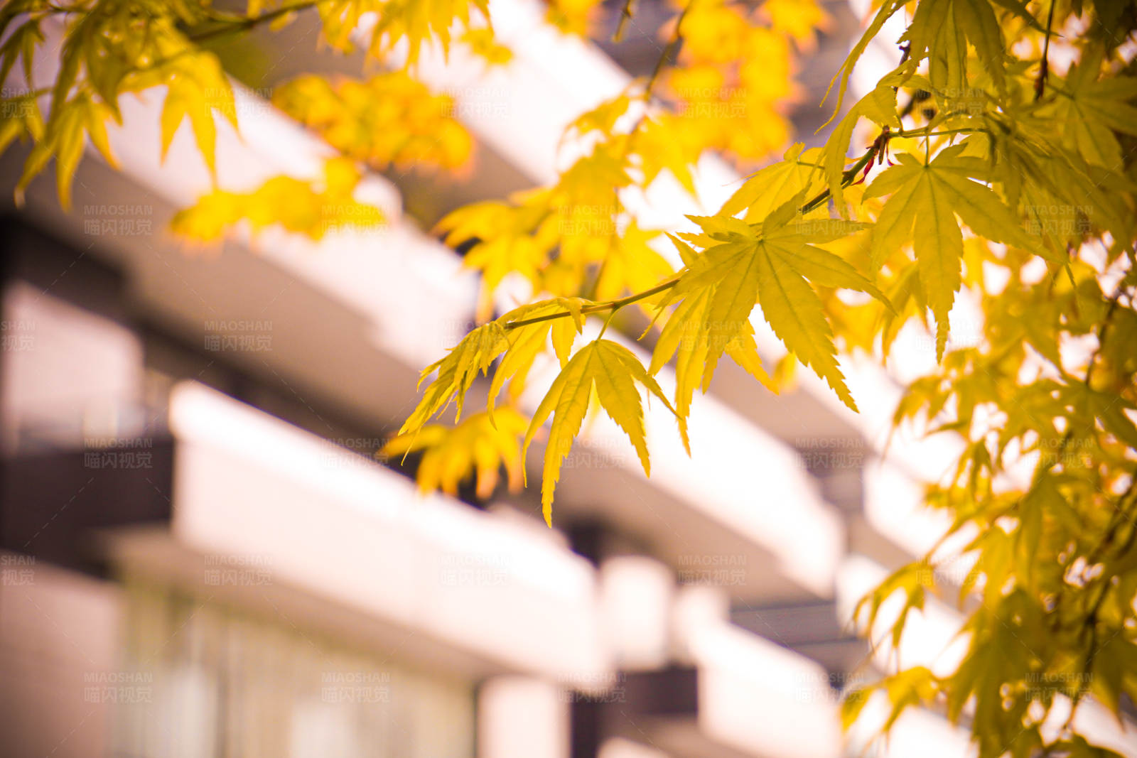 秋日黄叶映建筑图片