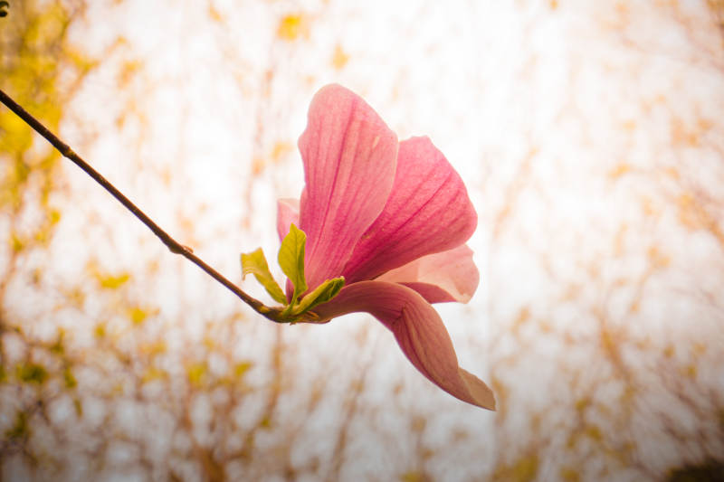 木兰花朵迎风绽放图片