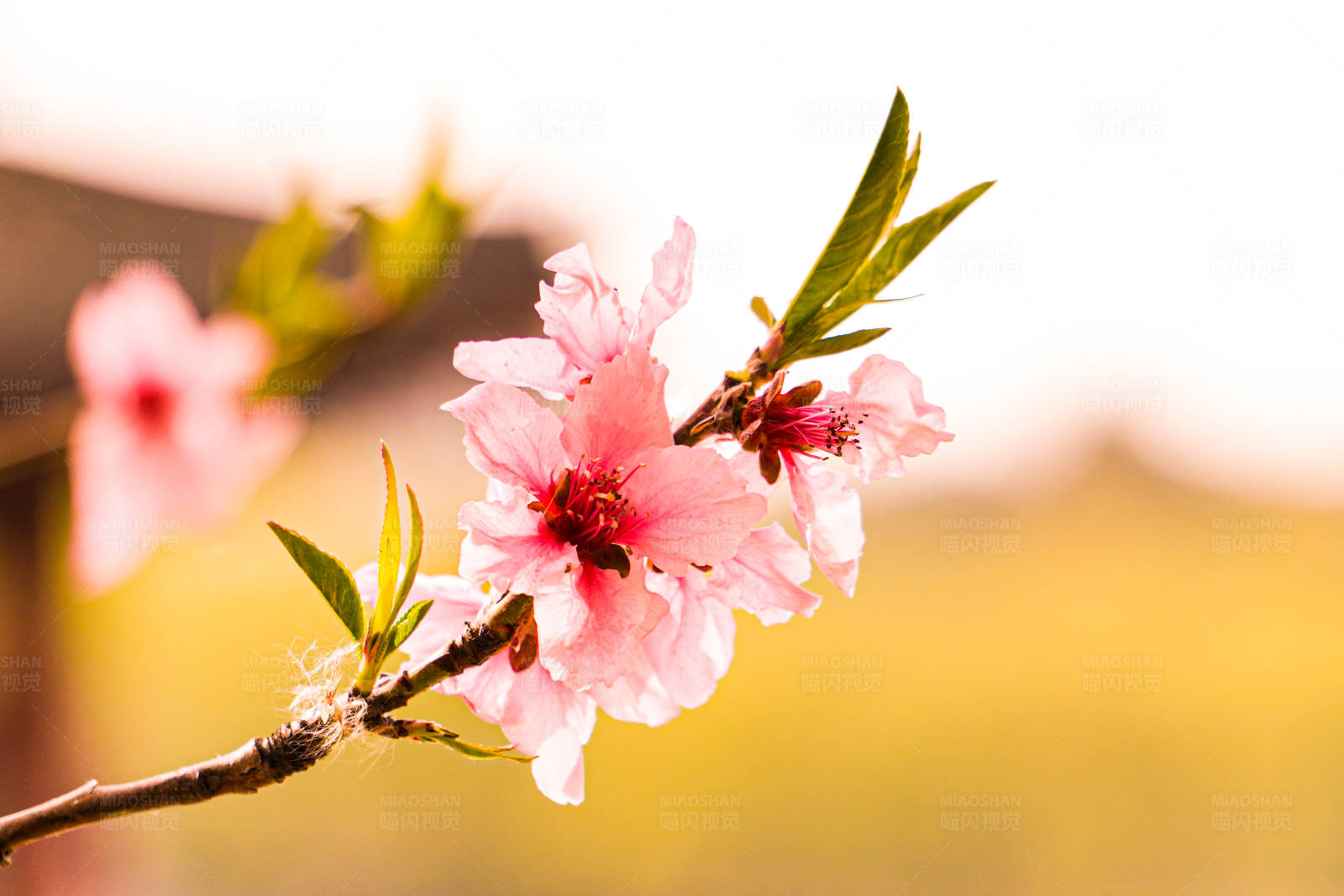 春日桃花盛开图片