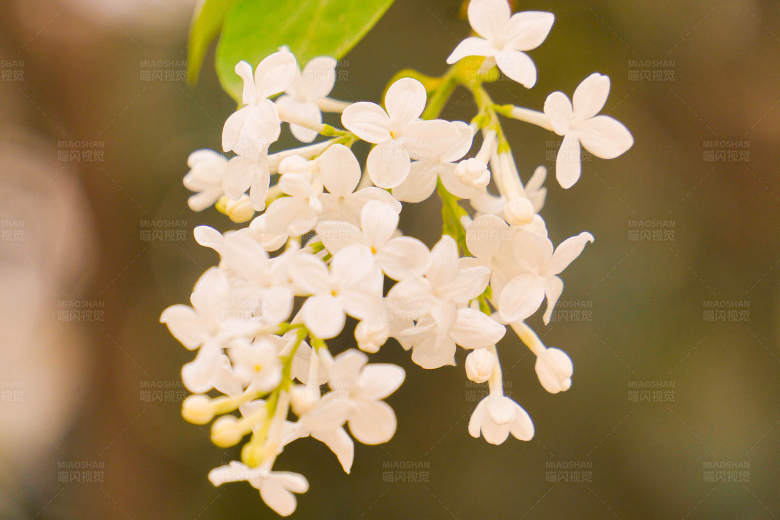 白色花朵的春天图片