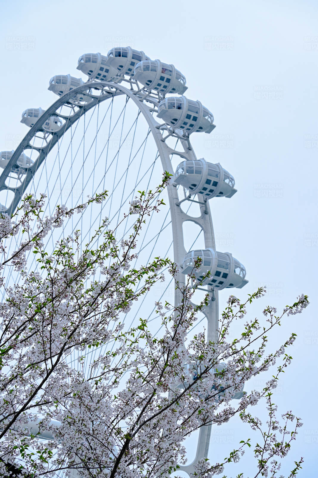 摩天轮与樱花图片