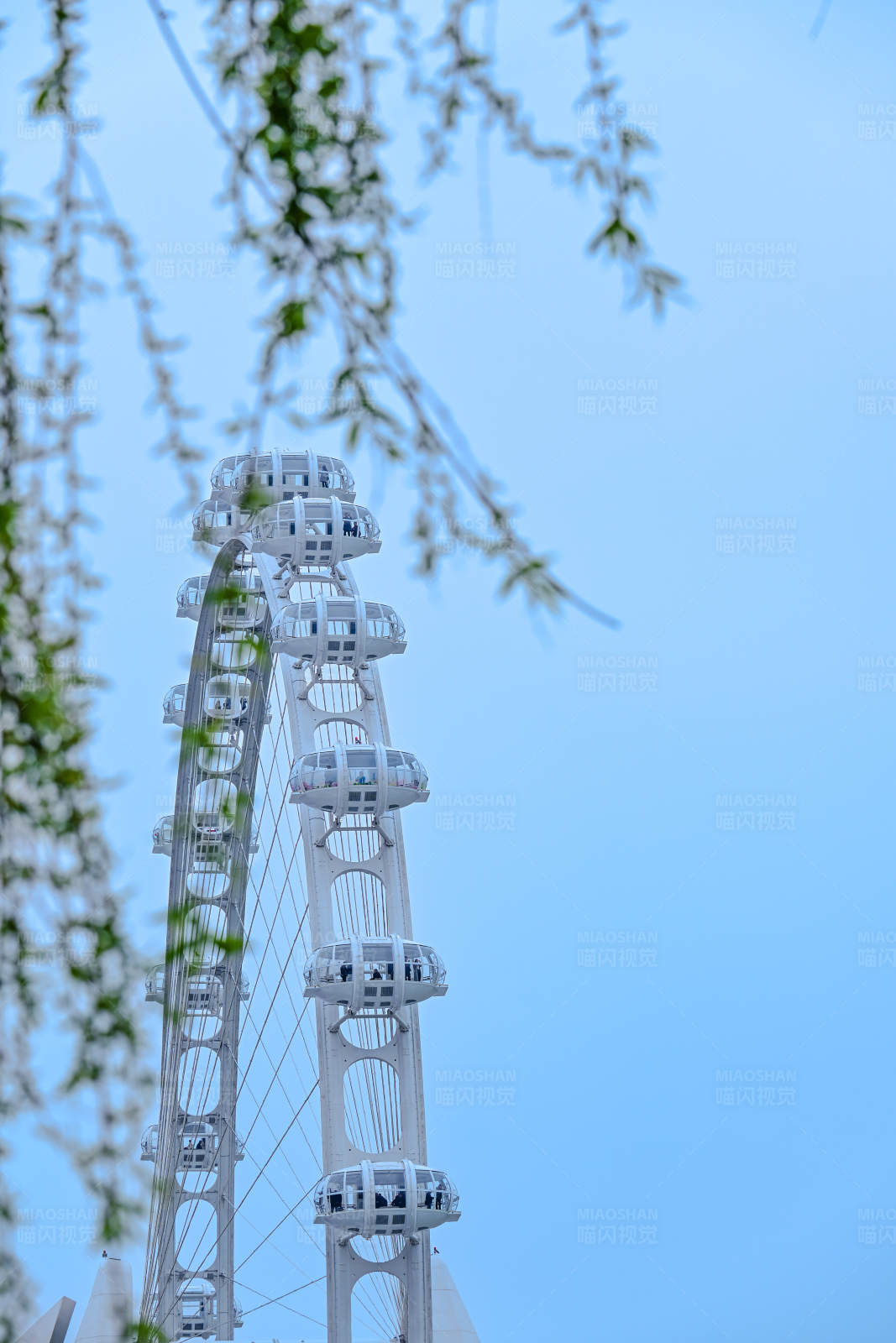 摩天轮与花枝图片