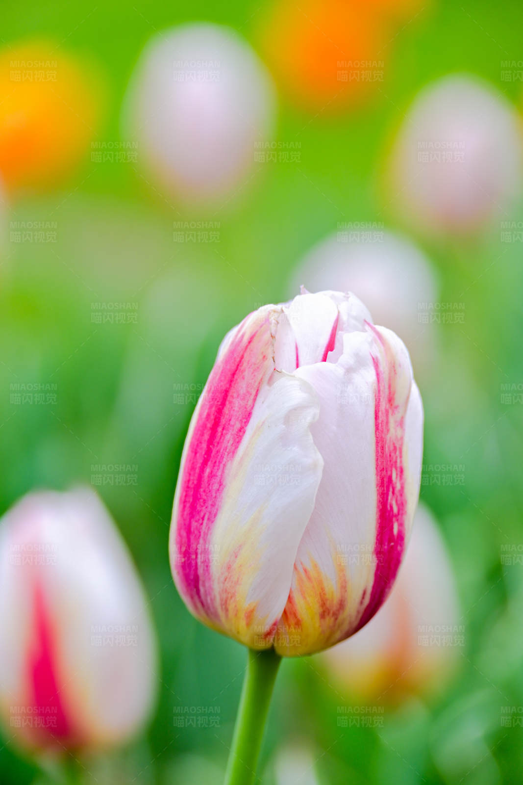 粉色郁金香的春天图片