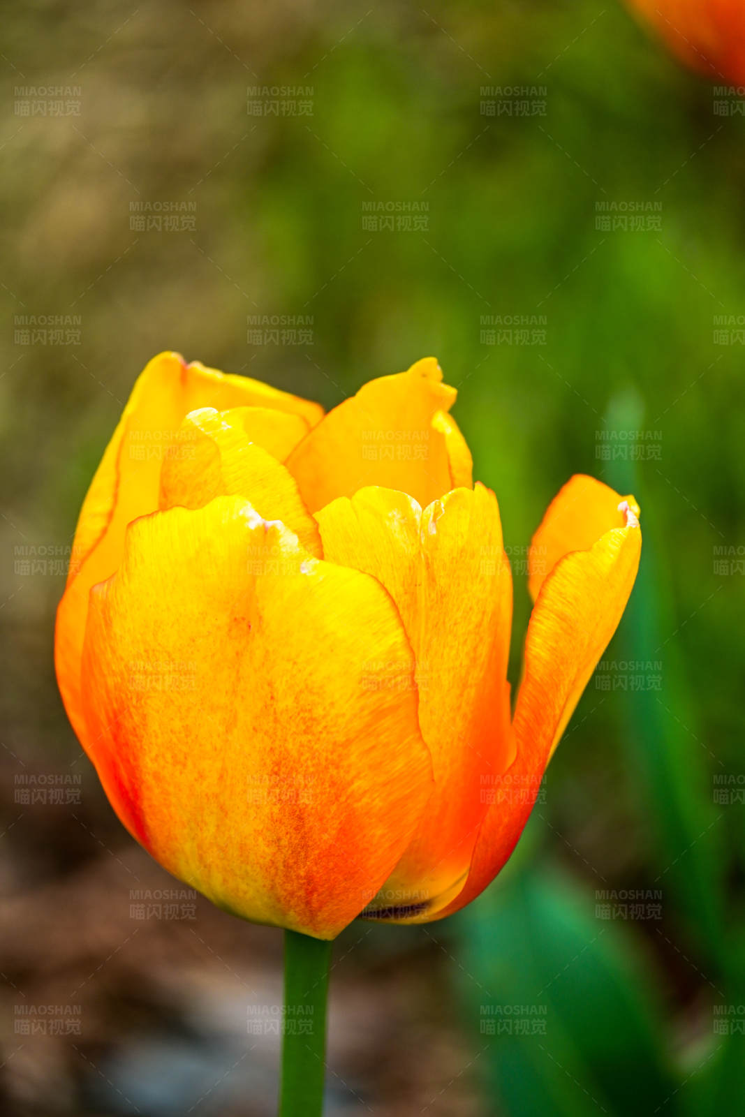 橙黄郁金香图片
