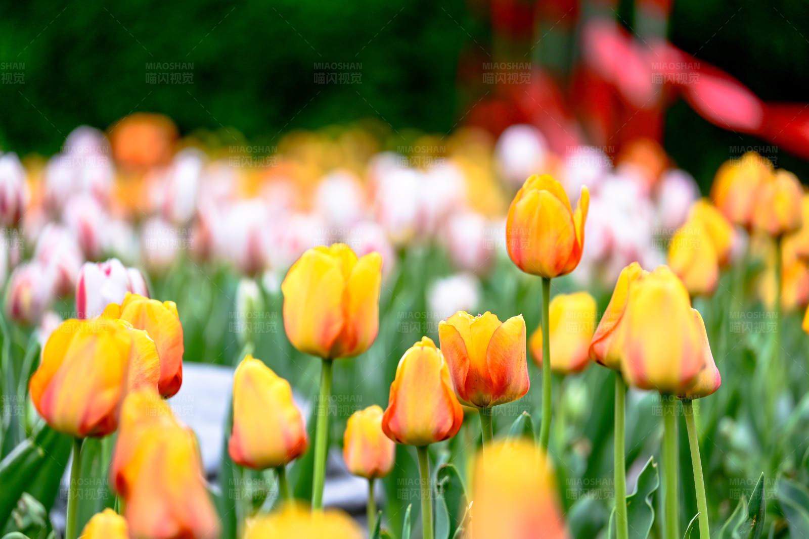 郁金香花海图片