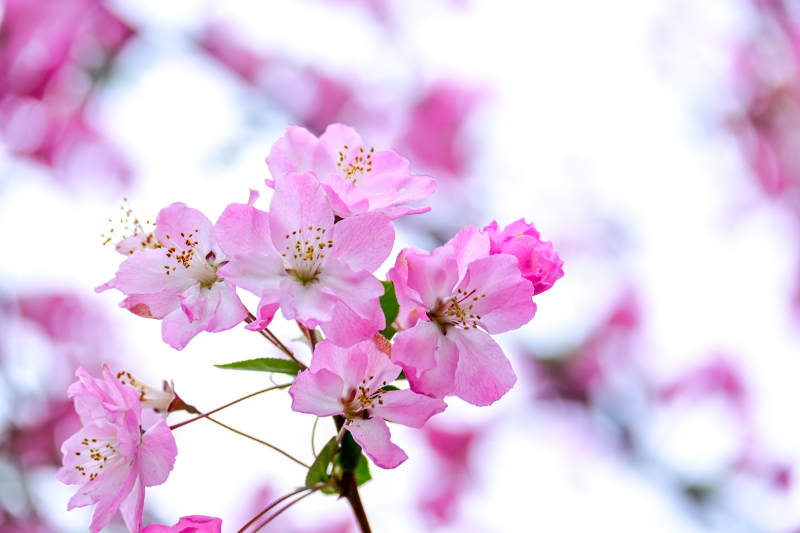 粉色海棠花绽放图片