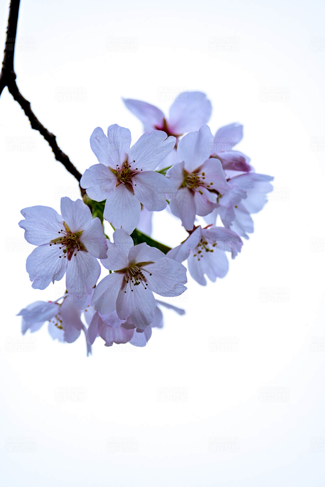 樱花绽放 春意盎然图片